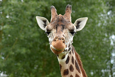 girafa, animal, safári, bonito, pescoço, jardim zoológico, África