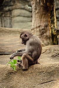 baboon, papio, hamadryas, monkey, old world monkey, primates, animals