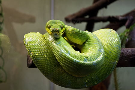 Pitón verde de árbol, serpiente, macro, cerrar, reptil, tropical, exóticos