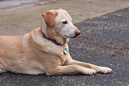 hunden, kjæledyr, Gylden Gjenerverve, Labrador, redning, gul, Skrekkelig
