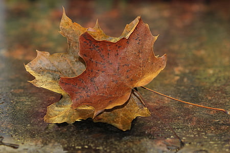 Ahornblade, falder, efterår, natur, sæson, løv, oktober