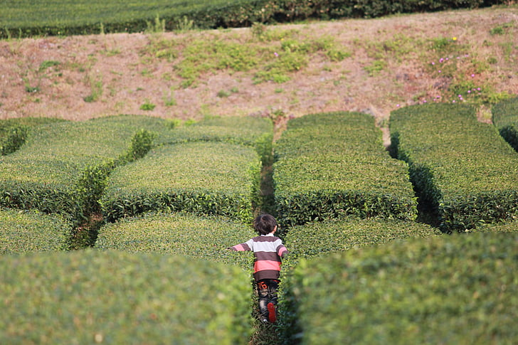 Джеджу, зелен чай насажденията, природата, чаена плантация, поле