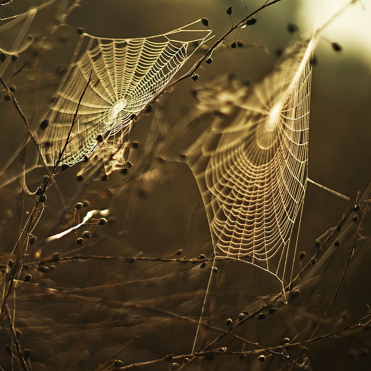 meadow, web, sunset, animal wildlife, no people, nature, close-up
