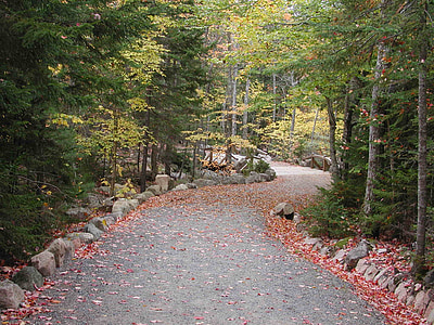 Taman Nasional Acadia, Maine, jalan, Acadia, Taman, Nasional, pohon