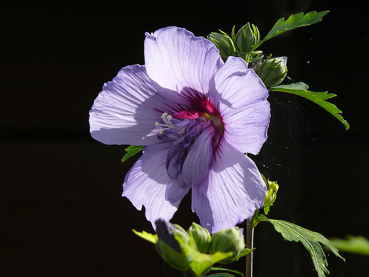 mallow, purple, violet, flower, blossom, bloom, close up nature bloom