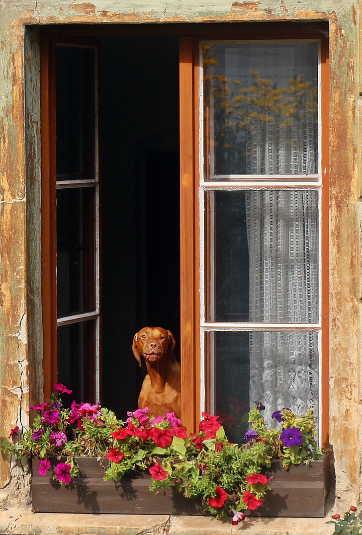 pes, lovecký pes, vek, staré, starého psa, okno, balkón