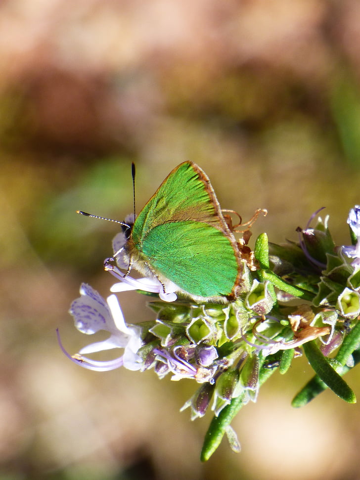 cejialba, callophrys rubi, motýl, motýl zelený, detaily, Krása, hmyz