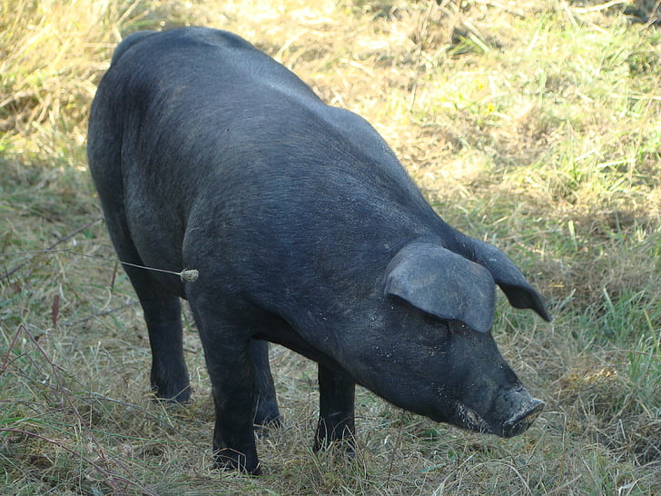 Gascon świnia, Hodowla, Rolnictwo