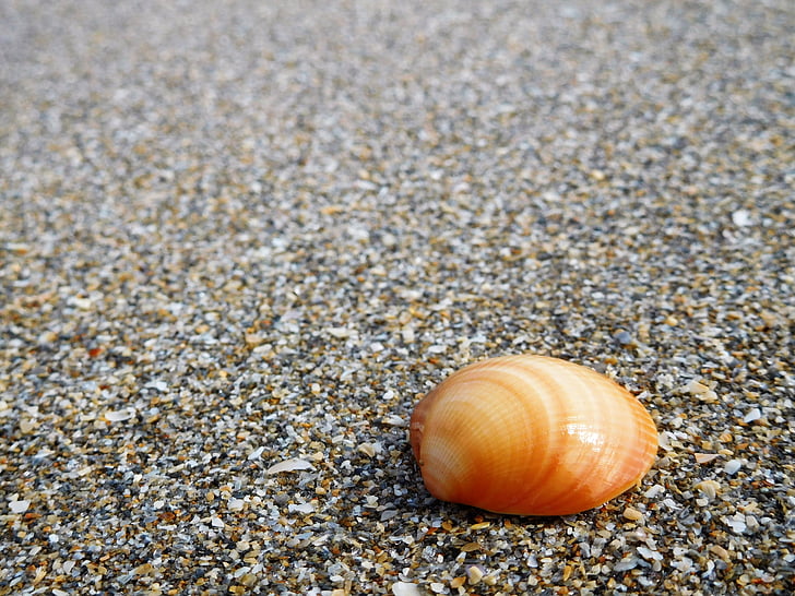 Shell, Sand, stranden, Seashell, Seashore, havet, djurs skal