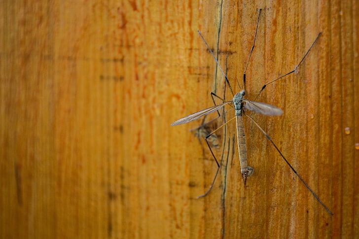 insect, fly, wood, nature