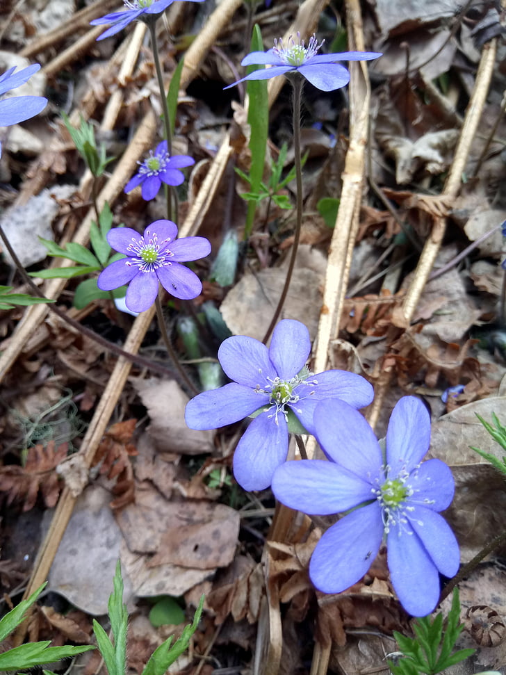 春の花, 青い花, 春, 自然, ブロッサム, フィールド
