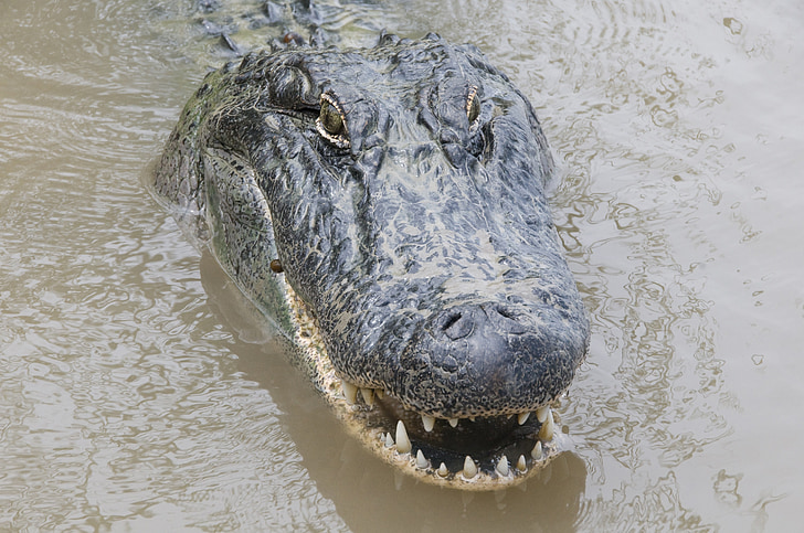 aligátor, hlava, volně žijící zvířata, ústa, zuby, čelisti, Detailní záběr