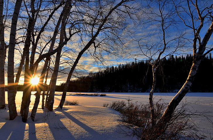 pemandangan musim dingin, matahari terbenam, senja, musim dingin, pohon, Birch, matahari