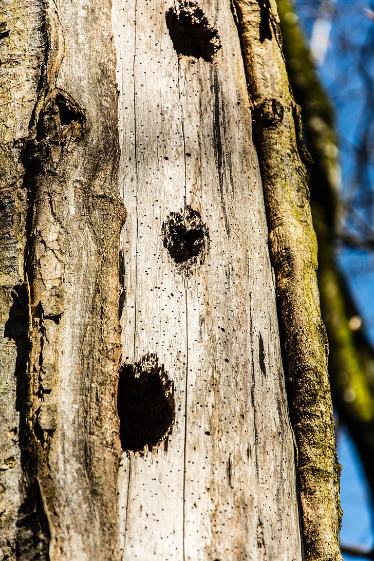 tree trunk, tree, forest, nature, bark
