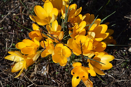 crocus, flowers, yellow, spring