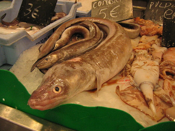 fish, fish market, market, eels