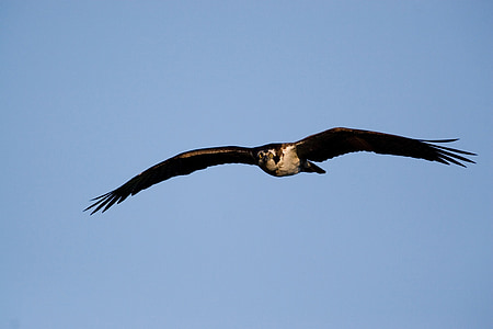 àguila peixatera, ocell, volant, vida silvestre, natura, Raptor, cel