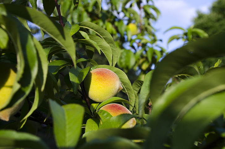 broskyne, Peach tree, letné, Severná Karolína