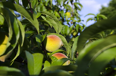 桃子, 桃树, 夏季, 北卡罗莱纳州
