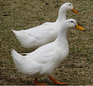 ducks, white, birds, pair, poultry, cute, waterfowl