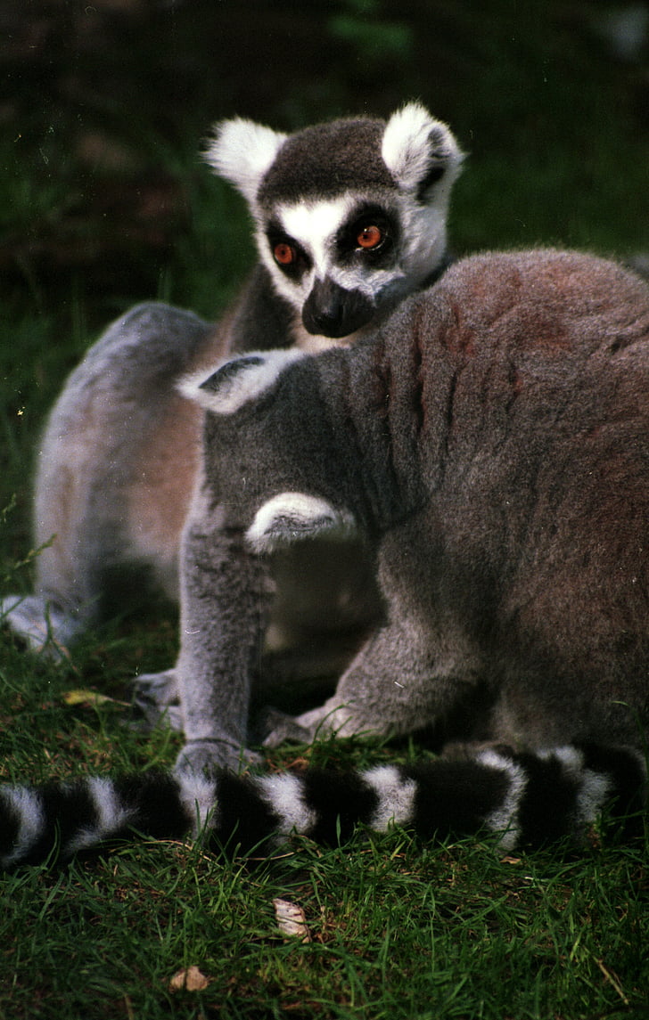 halka kuyruklu Maki, Lemur, primat, doğa, hayvan, yaban hayatı, Ring-Tailed