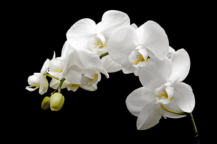 орхидея, цвете, Блосъм, Блум, Бъд, тропически, бяло