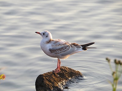 seagull, bird, sea, nature, animal, wildlife, beach