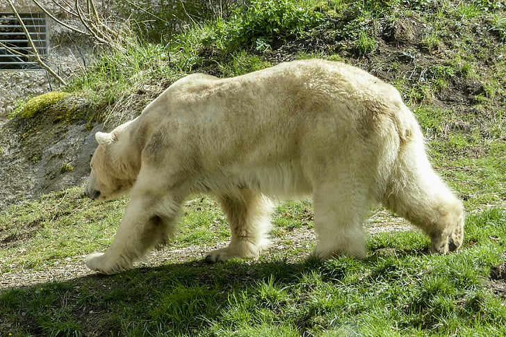urso polar, fêmea, animal, mamífero, natureza, vida selvagem, Ártico