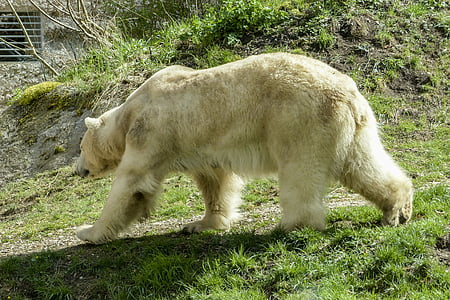 lední medvěd, Žena, zvíře, savec, Příroda, volně žijící zvířata, Arktida