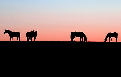hästar, solnedgång, naturen, Ridsport, hästdjur, Sky, soluppgång