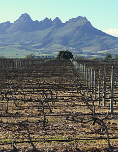 vineyard, mountains, wine, field, vine, grape, winery