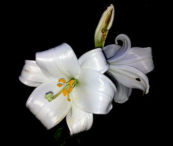 Lily, blomma, vit, kronblad, vit blomma, renhet, Anläggningen
