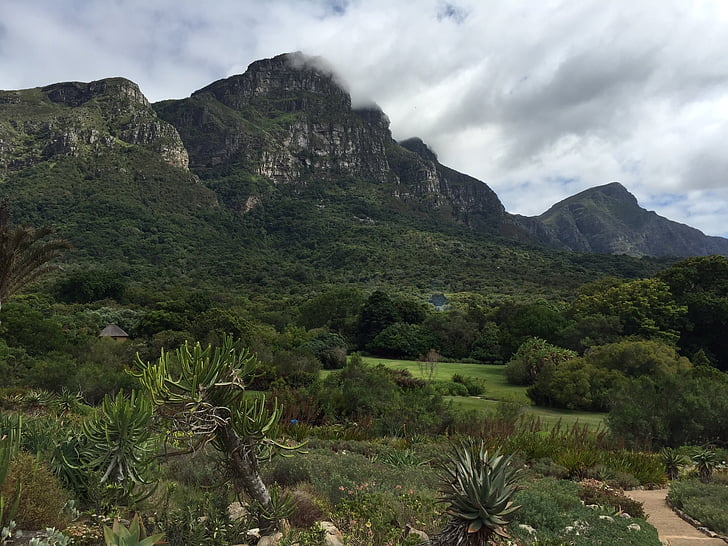 планински, Kirstenbosch, ботаническа, Южна, Африка, националните, парк