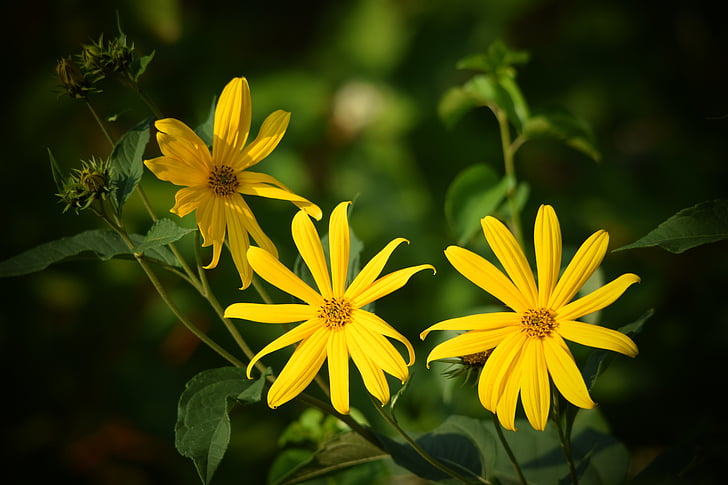 kukka, Luonto, keltainen, kasvi, makro, Puutarha, keltainen kukka