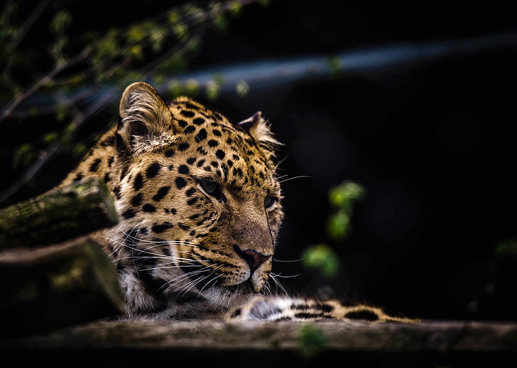 животните, животинска фотография, голяма котка, леопард, дива котка, дива природа, едно животно