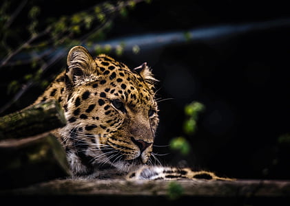 животните, животинска фотография, голяма котка, леопард, дива котка, дива природа, едно животно