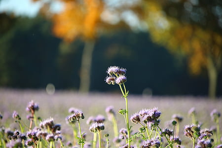 campo, flores, otoño, Phacelia, amigo de la abeja, paisaje, Prado