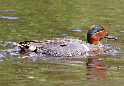duck, teal, swimming, green, winged, bird, wildlife