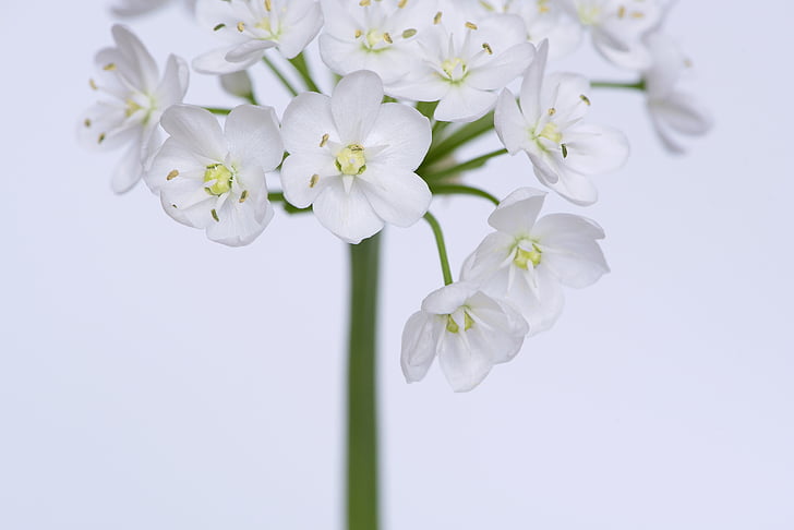 blomma, Blossom, Bloom, små blommor, vit, vit blomma, Allium blomma