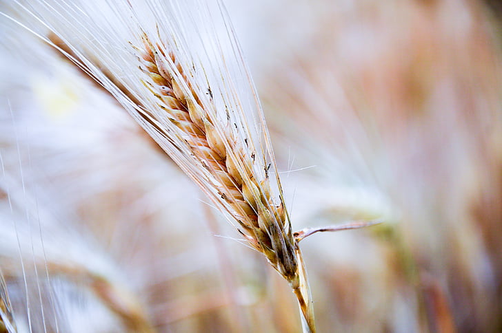 z obilovin, Closeup, pole, pšenice, public domain obrázky