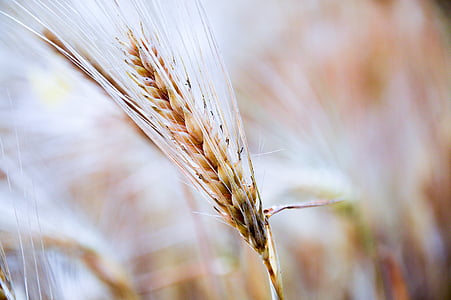 cereales, Closeup, campo, trigo, imágenes de dominio público