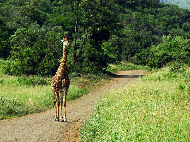 Sydafrika, Park, Kruger, giraf, Safari, Savannah, landskab