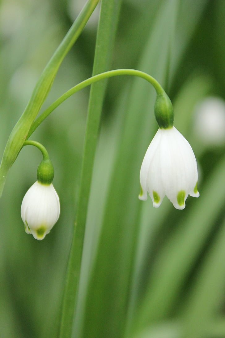 linglan, green, white, flowers, spring