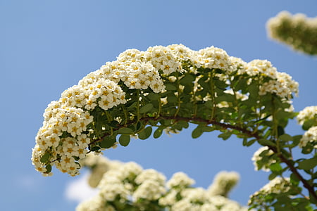 la mariée Espierres, fleurs, blanc, Bush, arbuste ornemental, spierstrauch, spirée arguta
