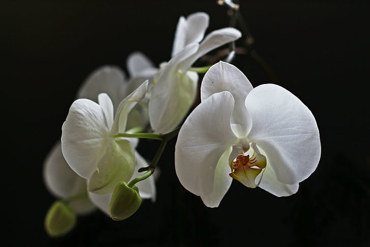 орхидея, бяло, цвете, сем, houseplant, Красив, листа