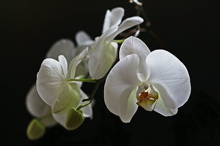 Orhideja, balta, puķe, Orchidaceae, houseplant, skaists, Leaf