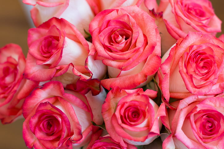 ruusut, kimppu, vaaleanpunainen, Rose - kukka, Luonto, terälehti, kukka