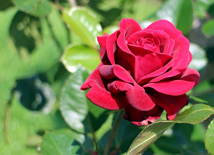 κόκκινο τριαντάφυλλο, τριαντάφυλλο, άνθος, άνθιση, αυξήθηκε ανθίζουν, κόκκινο, ομορφιά