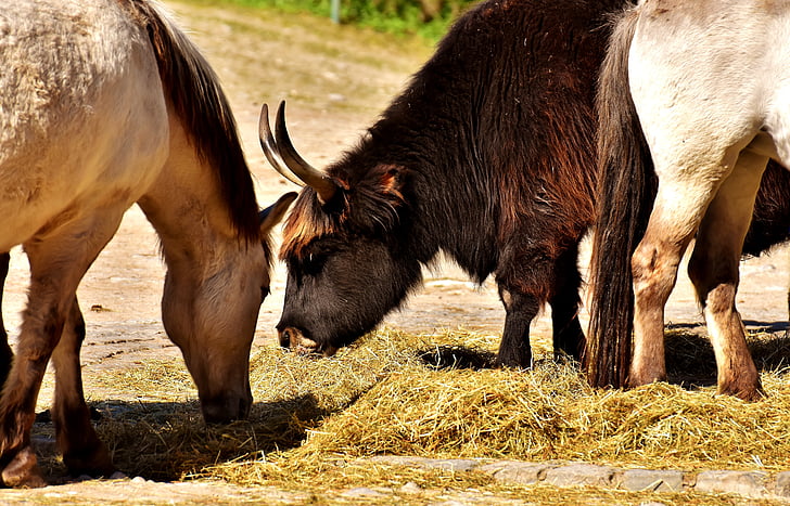 oxe, nötkött, hästar, djur, djurvärlden, naturfotografering, Tierpark hellabrunn