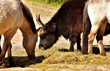 sapi, daging sapi, kuda, hewan, dunia hewan, fotografi satwa liar, Tierpark hellabrunn